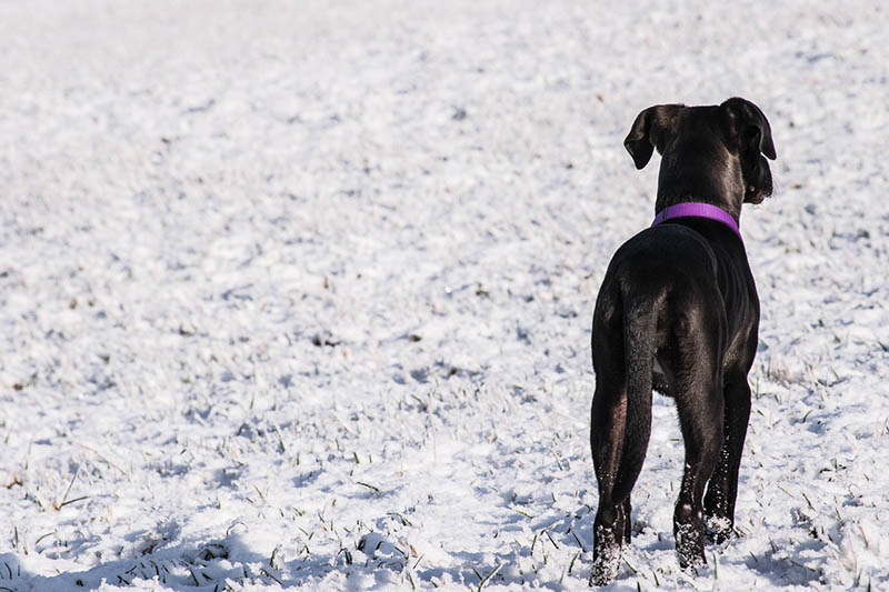 Dog outside winter snow