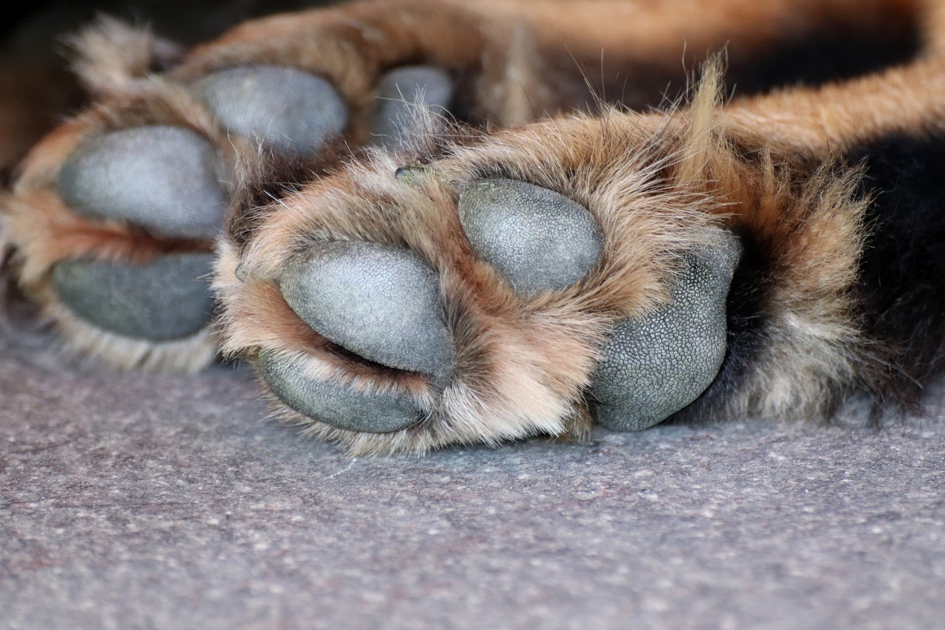 Dog paw dry