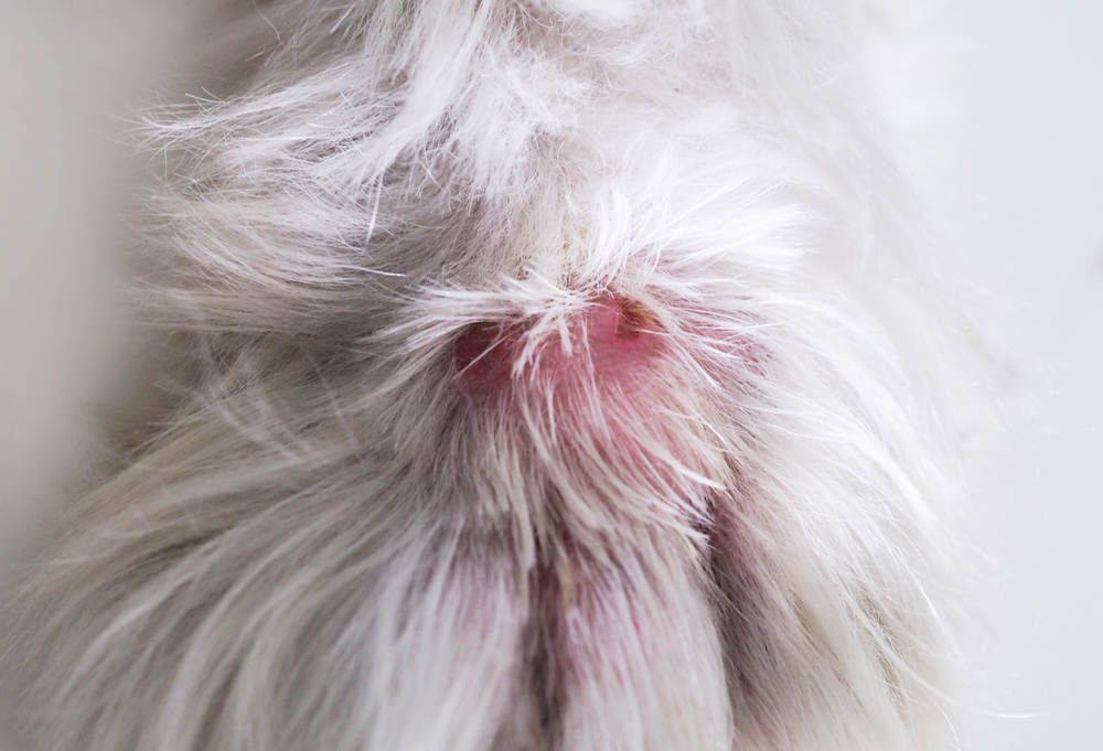 Dog paw with signs of snake bite