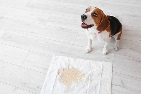 Dog pee underpad