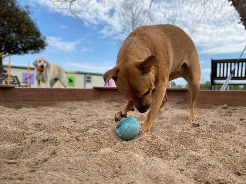 Dog playing with ball outside