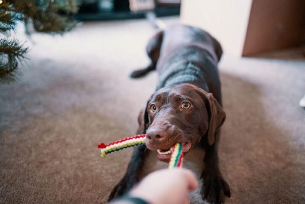 Dog playing with his fleece toy