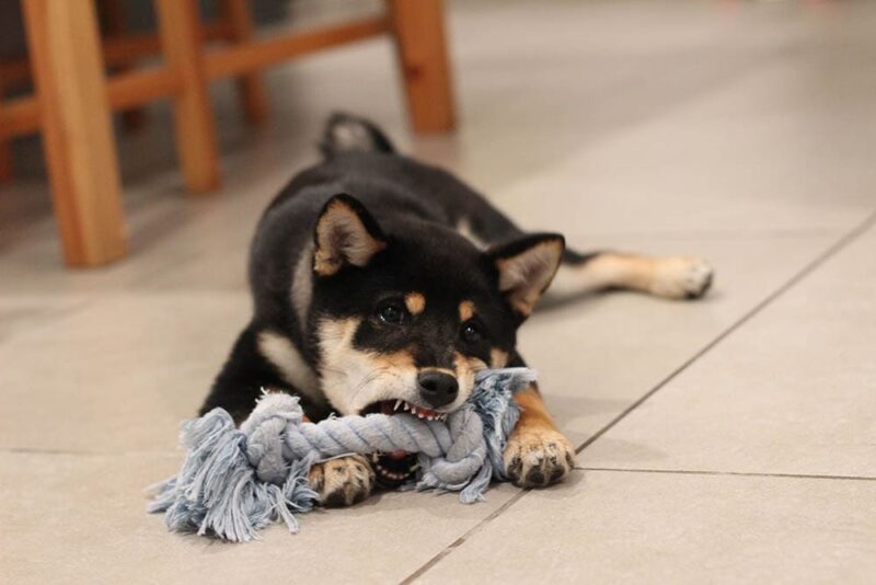 Dog playing with toy