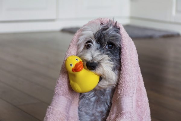 dog ready for bath