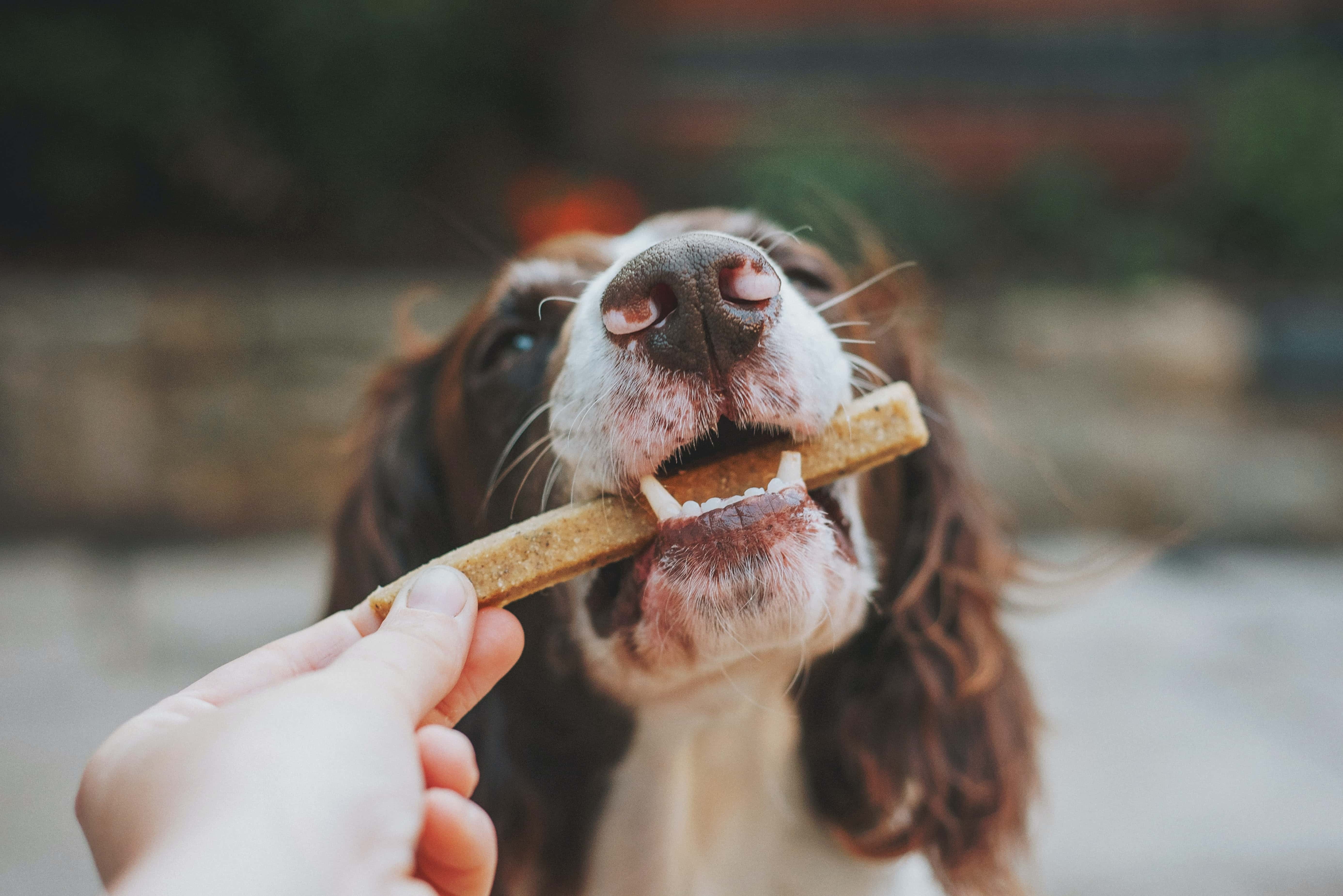 Dog reward on training