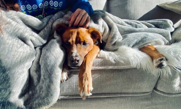 Dog sleeping on couch with man beside him