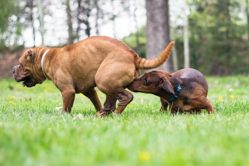 Dog smells a dog in heat