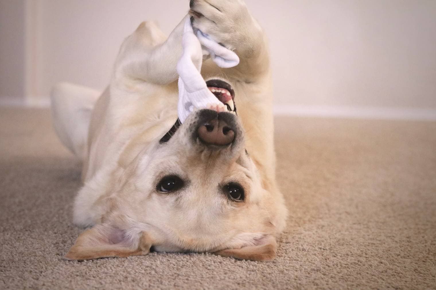Dog socks