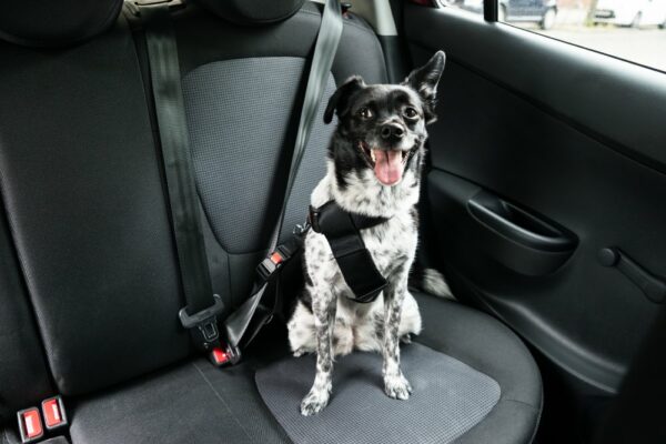 Dog sticking out tongue sitting wearing dog seat belt