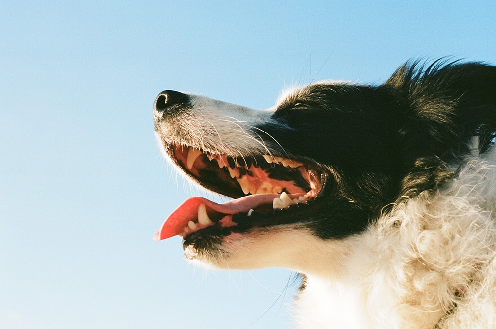 Dog teeth_Yoav Hornung_Unsplash