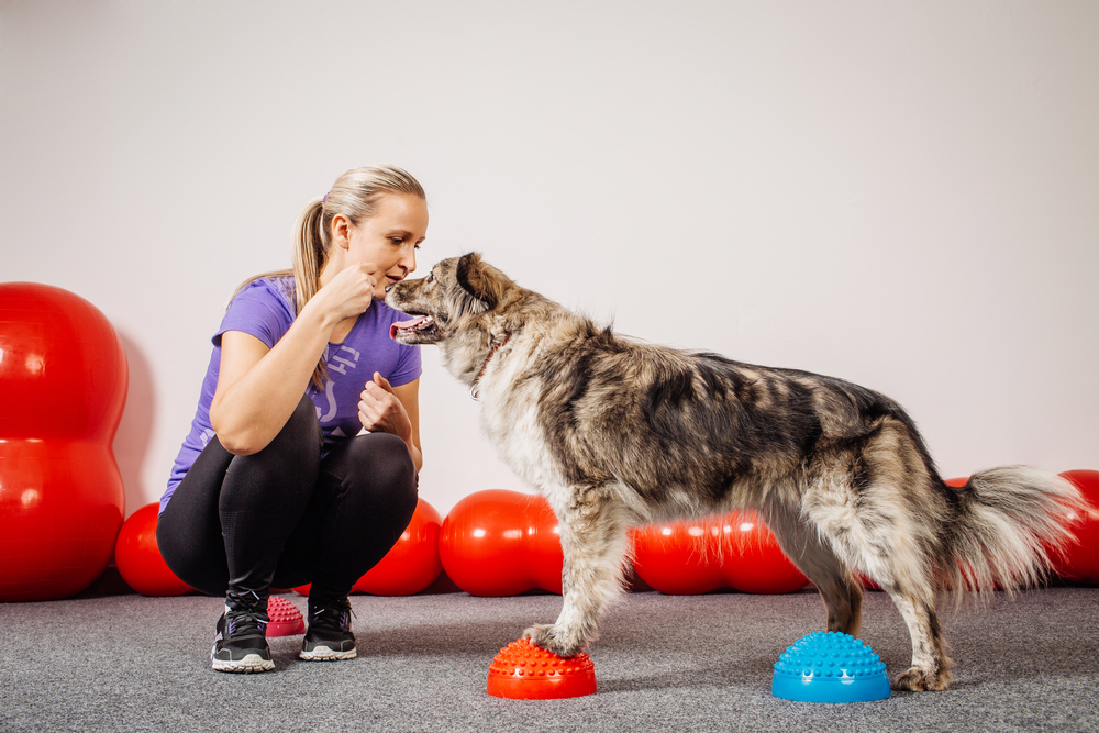 Dog training balance with a woman