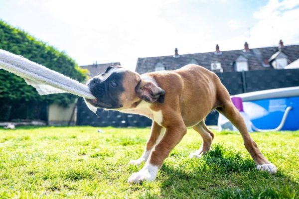 Dog tug cloth