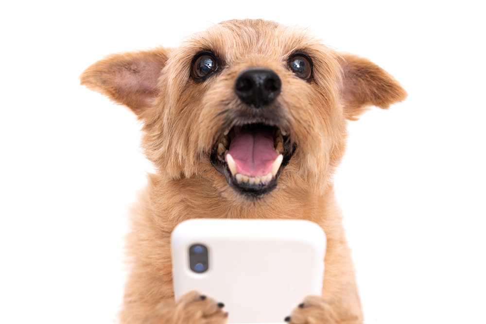 Dog using phone