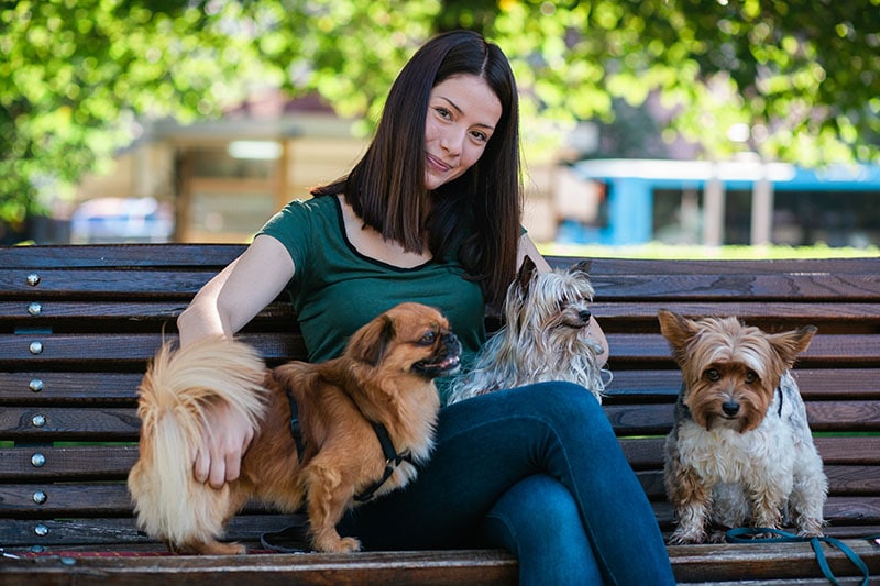Dog walker sitting on bench and enjoying in park with dogs