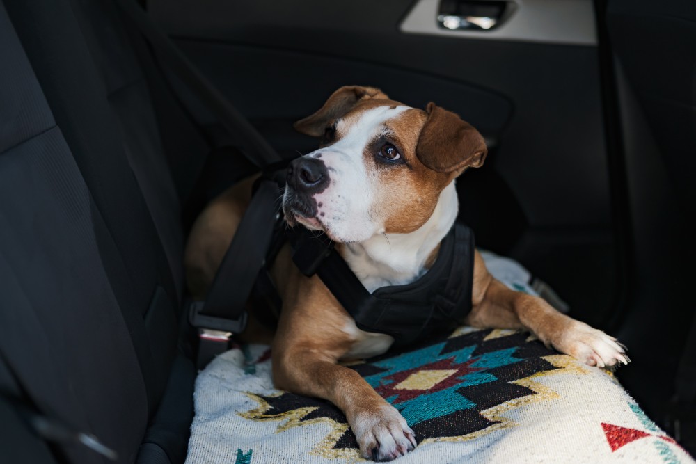 Dog wearing protective harness buckled to a car safety belt