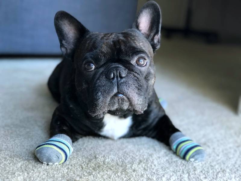 Dog wears socks