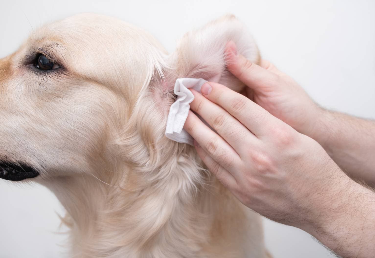 Dog wipes