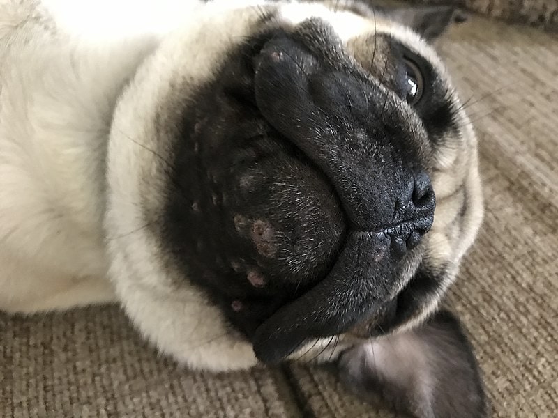 Dog with Canine Acne