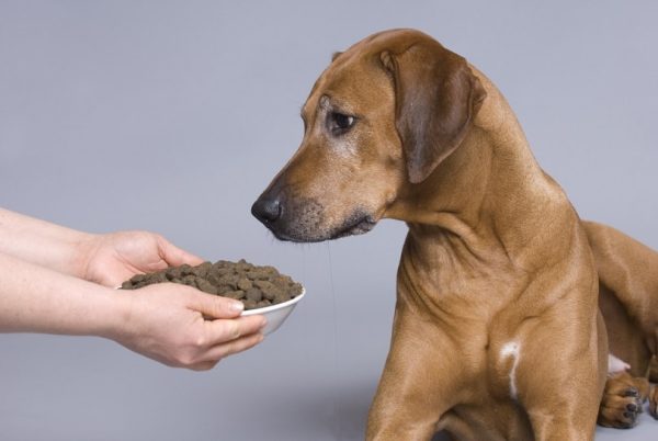 Dog-with-a-full-food-bowl_nancy-dressel_shutterstock