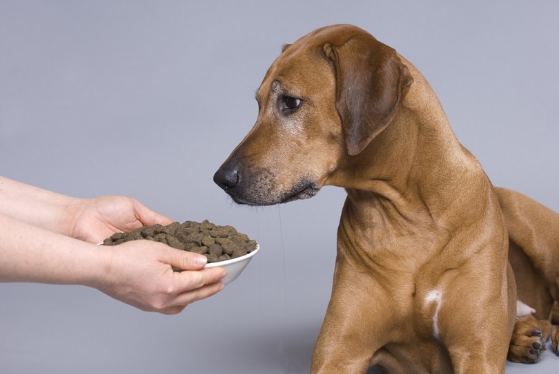 Dog-with-a-full-food-bowl_nancy-dressel_shutterstock