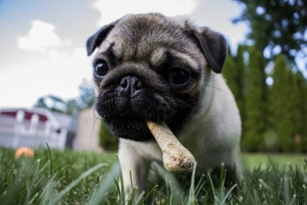 Dog with bone