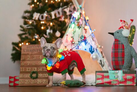 Dog with christmas backdrop
