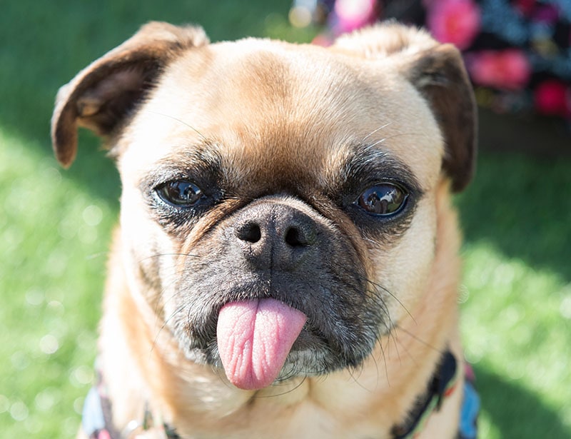 Ugly Dog with his tongue out