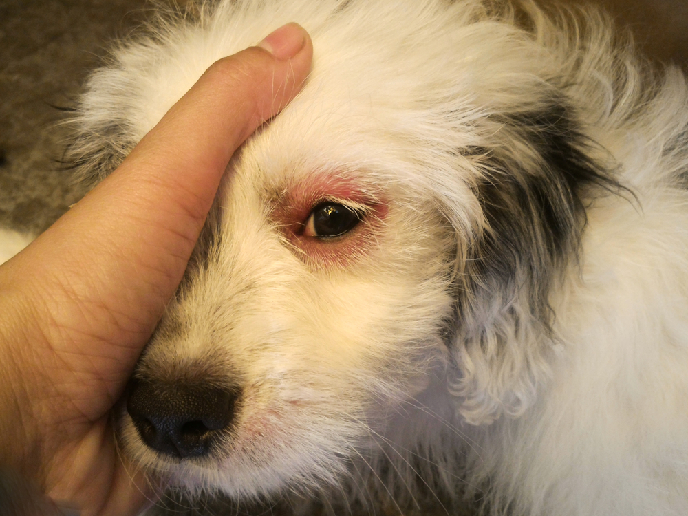 Dog with irritated red eyes suffering from something allergy