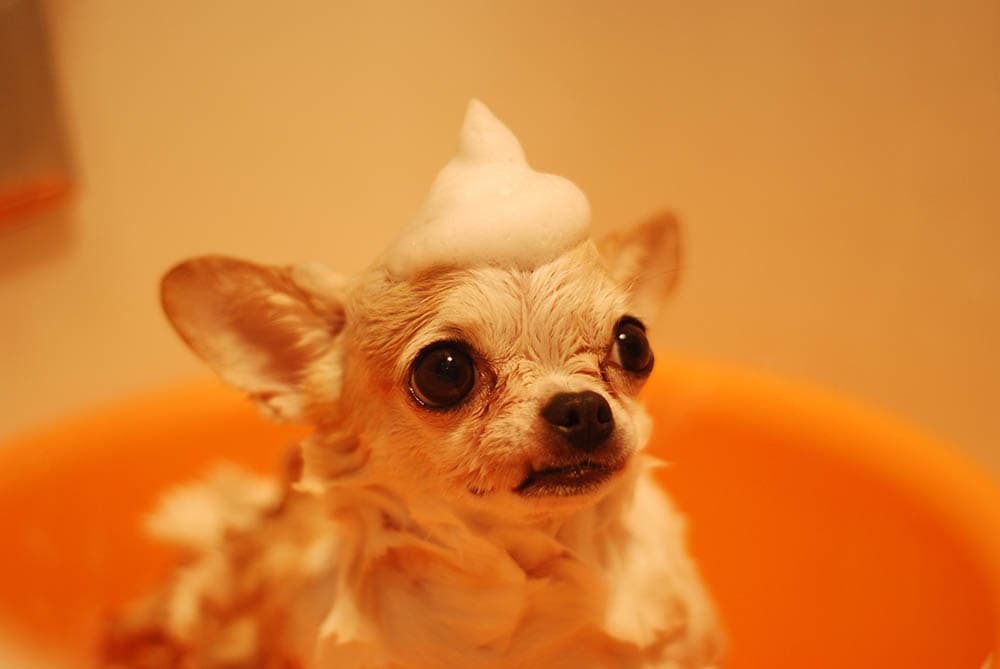 Dog with shampoo on bath