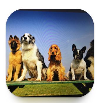 Doggie Dates App
