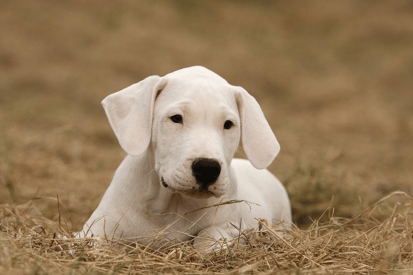 Dogo Argentino Puppy