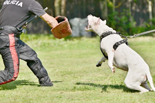 Dogo Argentino in police training