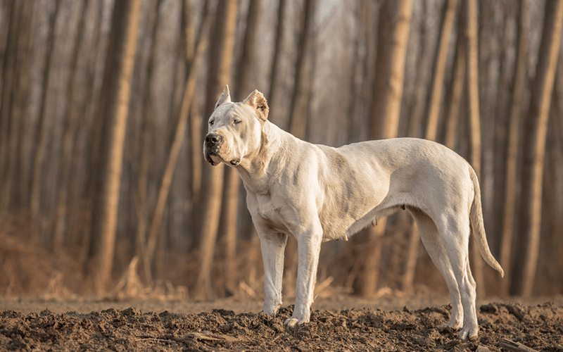 Dogo Argentino in the woods