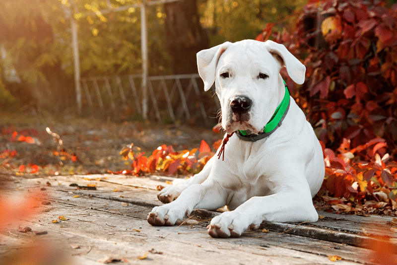 Dogo argentino autumn outside