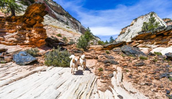Dogs running at Zion National Park