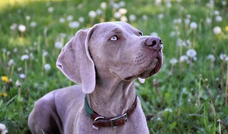 Domestic weimaraner_