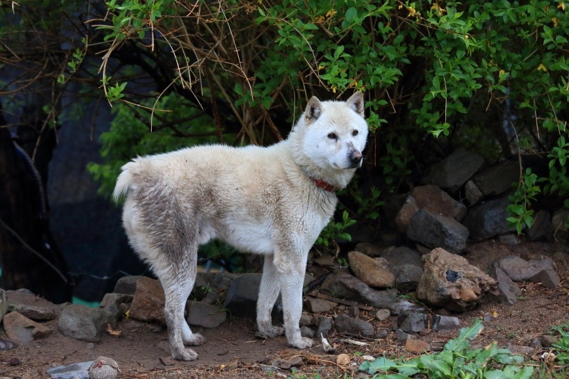 Donggyeongi dog_KoreaKHW_Shutterstock