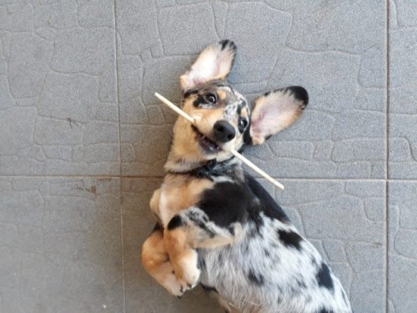 Dorgi (Dachshund x Welsh Corgi Pembroke)