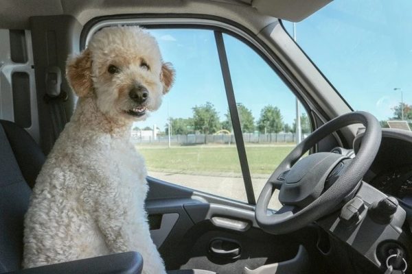 Double Doodle (Goldendoodle and Labradoodle Mix)