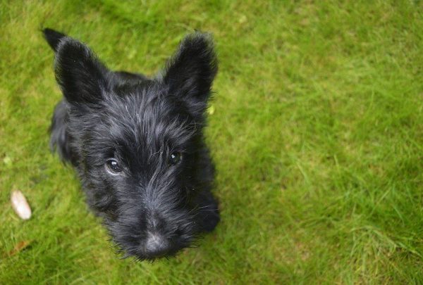 Doxie Scot