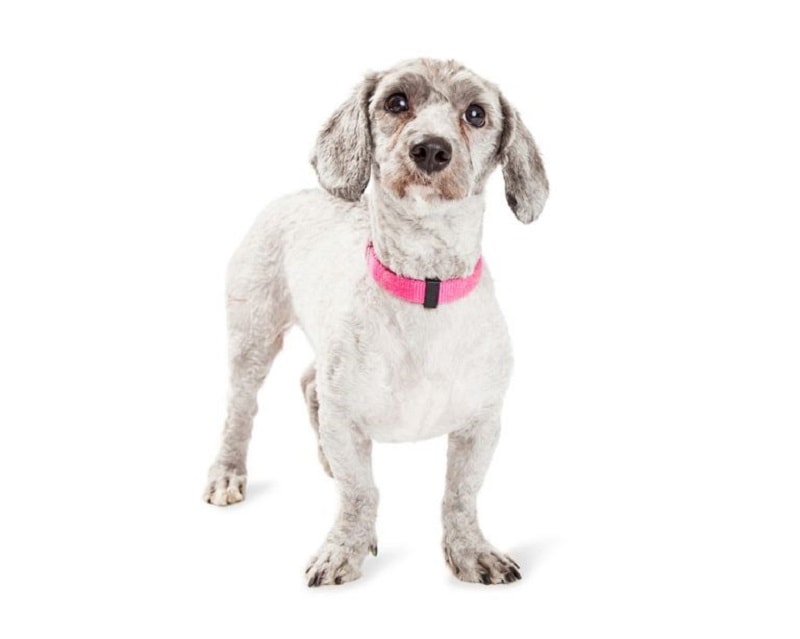 Doxiepoo_Shutterstock_Susan Schmitz