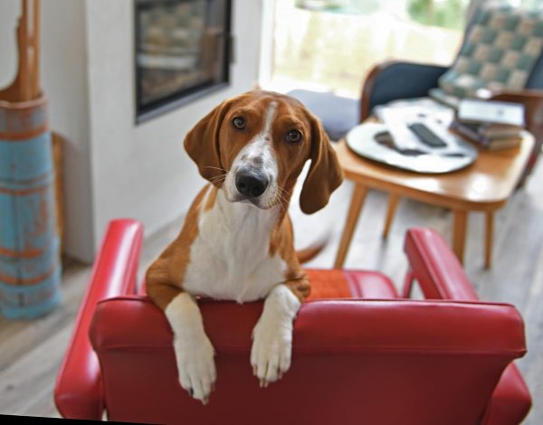 Cute Drever Dog On Sofa