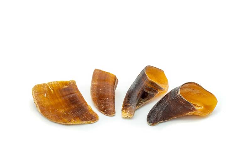 Dried Cow hoof for dog snacks isolated on white background.