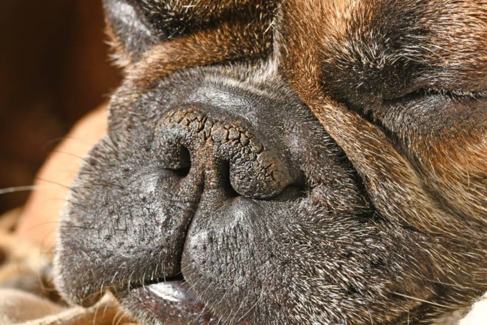 Dry-brachycephalic-dog-nose-with-narrow-nostrils-of-a-French-Bulldog