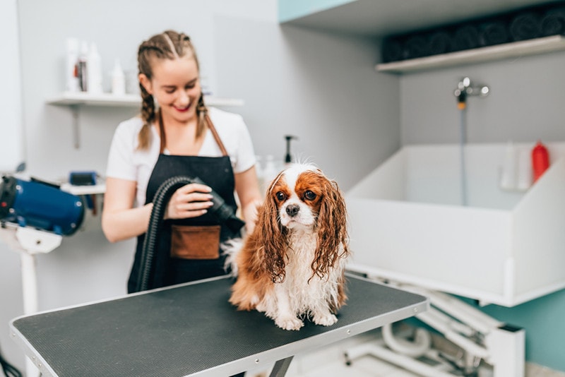 Drying Cavalier King Charles Spaniel Dog