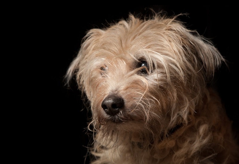 Dutch Smoushond_ joop snijder photography, Shutterstock