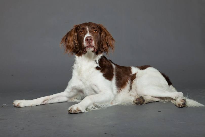 Dutch partridge dog_Ysbrand Cosijn_Shutterstock