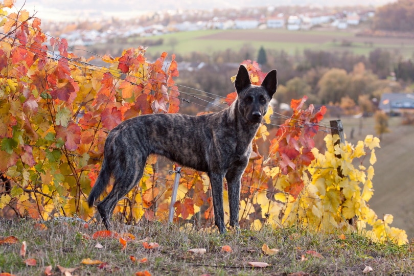 Dutch shepherd_baerle97_Pixabay