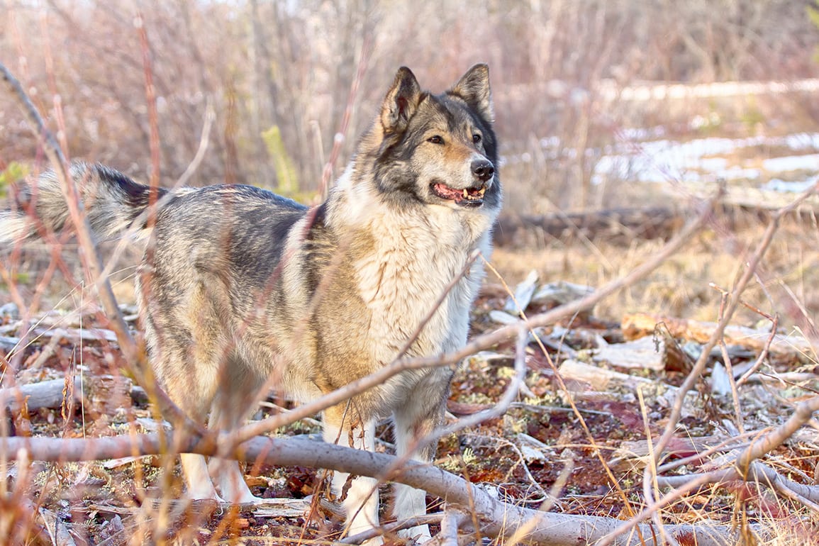 East Siberian Laika