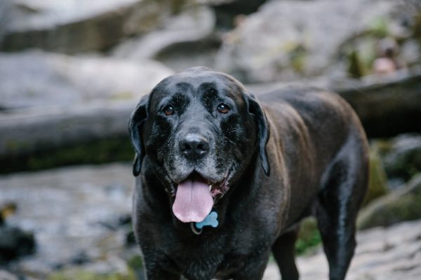 Elder Mastador on hije